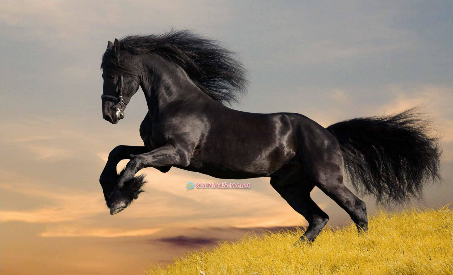 Mơ thấy ngựa đang chạy