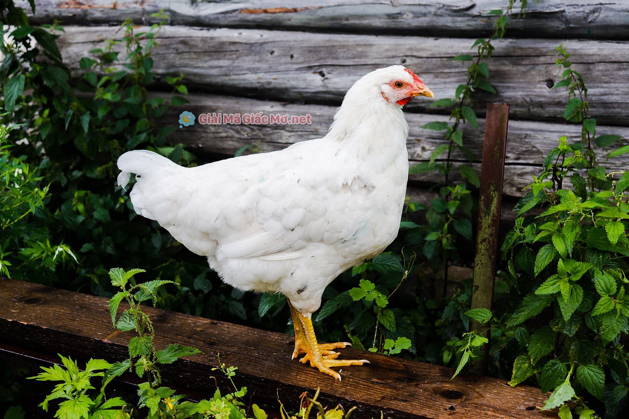 Thời cổ Trung Hoa, nuôi gà trắng là điều cấm kỵ