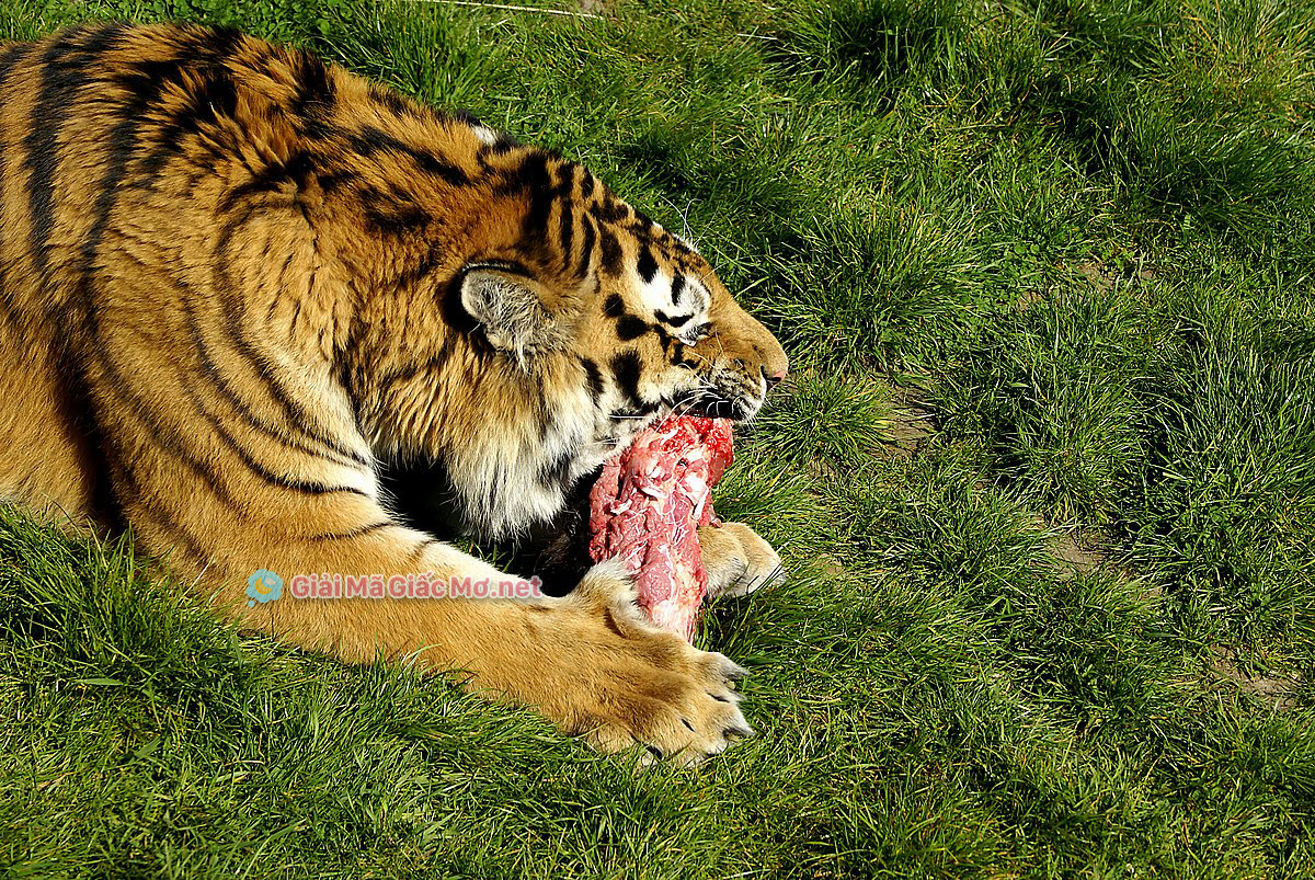 Nằm mơ thấy hổ ăn thịt có tốt không
